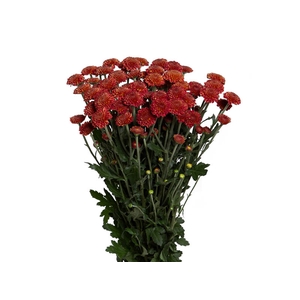 CRISANTEMO SANTINI ARMY 080 CM VERMELHO