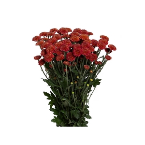 CRISANTEMO SANTINI ARMY 080 CM VERMELHO