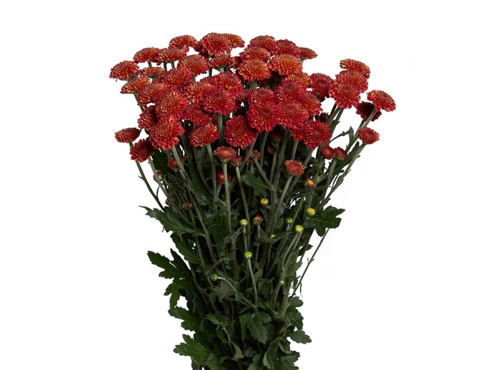 CRISANTEMO SANTINI ARMY 080 CM VERMELHO