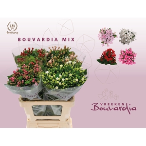 Bouvardia do exclusive mix in bucket