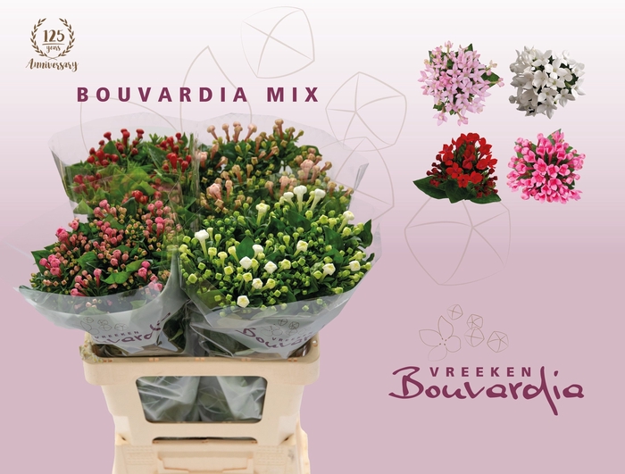 <h4>Bouvardia do exclusive mix in bucket</h4>