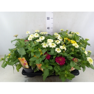 Zinnia   ...mix