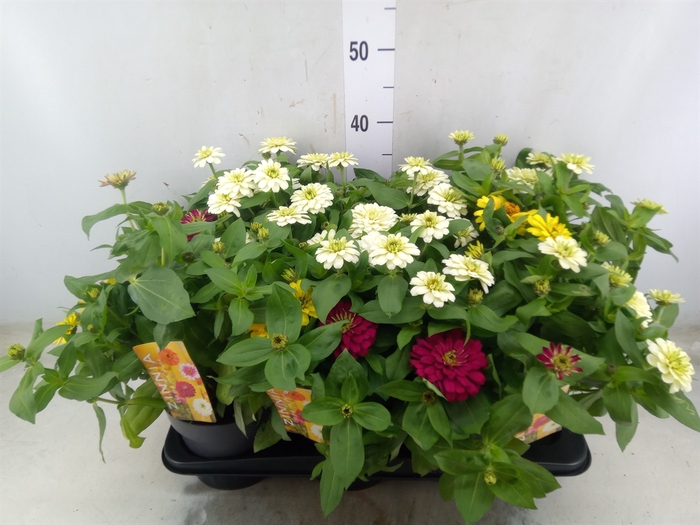 <h4>Zinnia   ...mix</h4>
