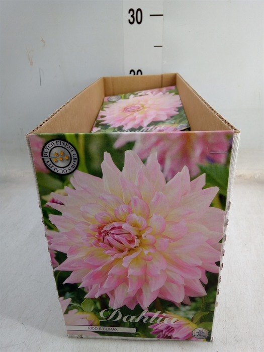 <h4>Dahlia   ...flowerbulbs</h4>