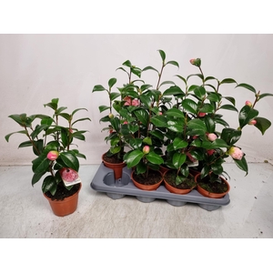 CAMELLIA JAPONICA