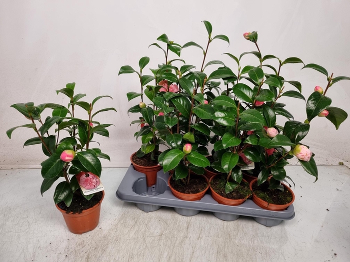 <h4>CAMELLIA JAPONICA</h4>
