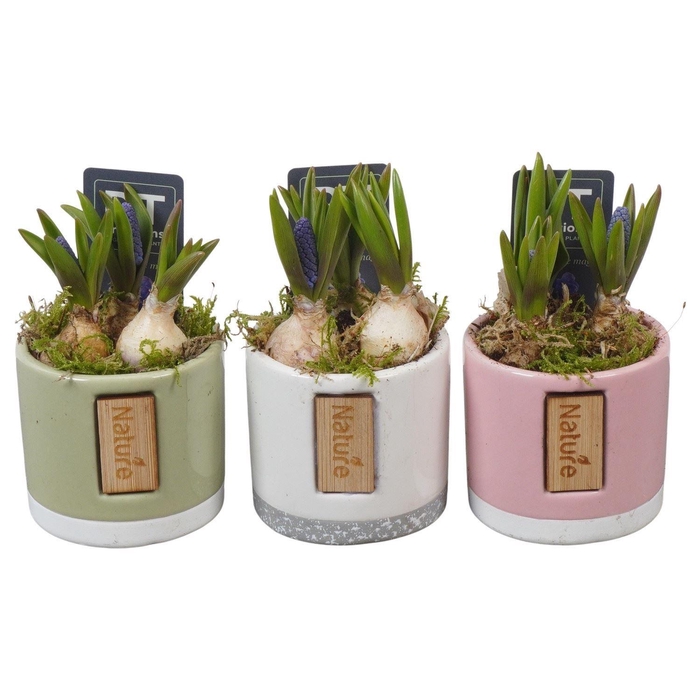 <h4>Arr. Muscari L%</h4>