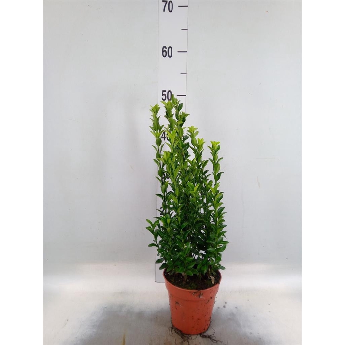 <h4>Euonymus japon. 'Green Spire'</h4>