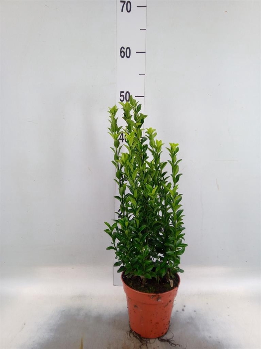Euonymus japon. 'Green Spire'
