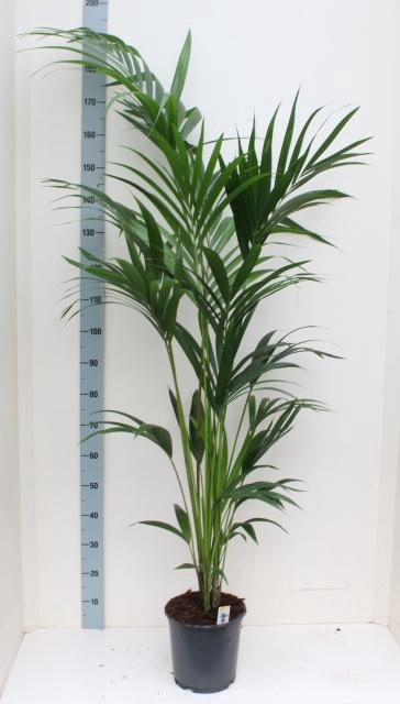 <h4>HOWEA FORSTERIANA</h4>