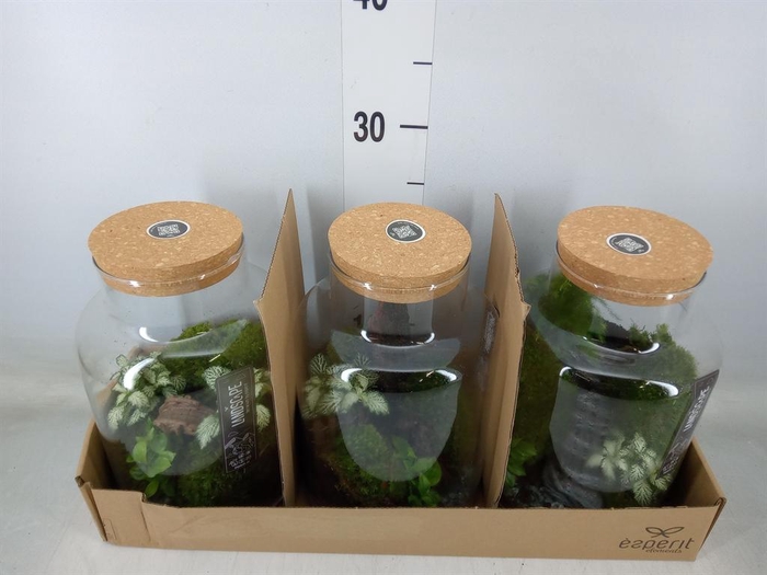 <h4>Arr.    Planten  H%</h4>