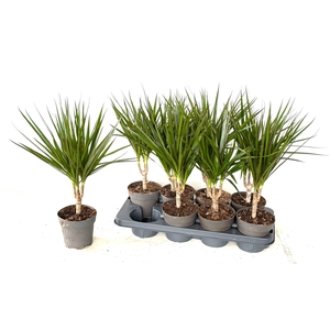 DRA MARGINATA