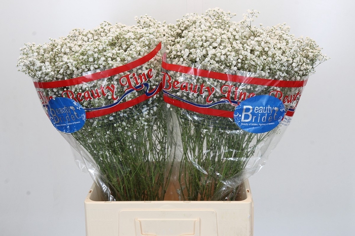 <h4>Gyps Million Stars</h4>