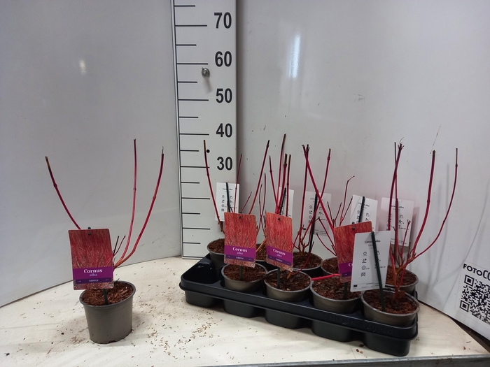 <h4>CORN ALBA SIBIRICA</h4>