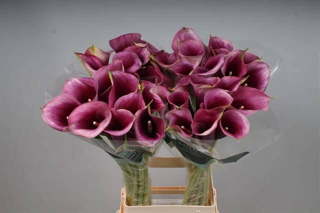 <h4>ZANT CAPT PROMISE</h4>