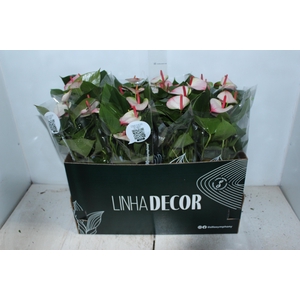 ANTHURIUM PRINCE AMALIA ELEGANCE P15