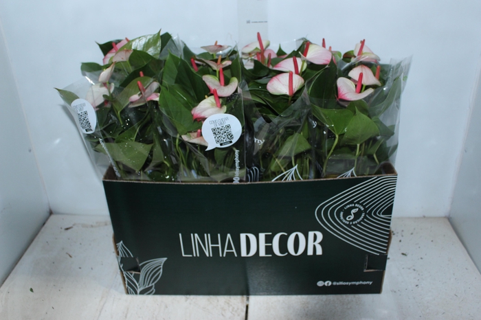 <h4>ANTHURIUM PRINCE AMALIA ELEGANCE P15</h4>