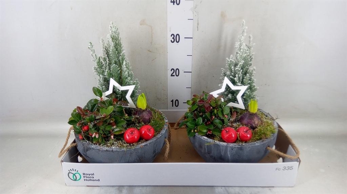 <h4>Arr.   Tuinplanten L%</h4>