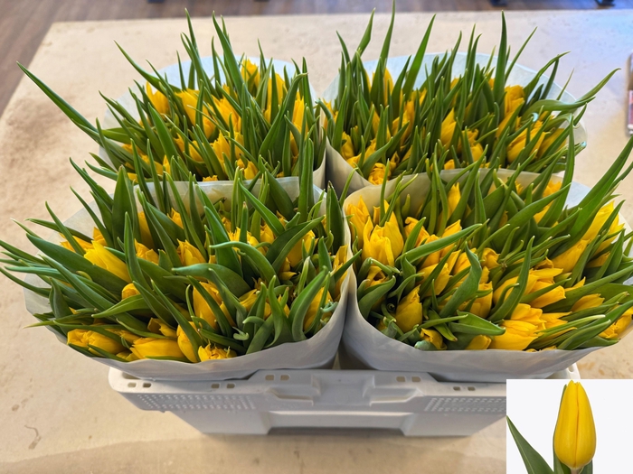 <h4>TU EN STRONG GOLD</h4>