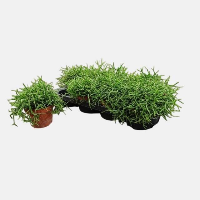 RHIPSALIS BURCHELLII