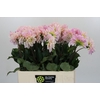 Dahlia Sweet Nathalie