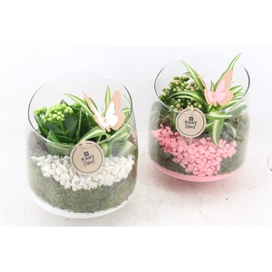 arr2 PL - Glas elegant schuin - roze/wit