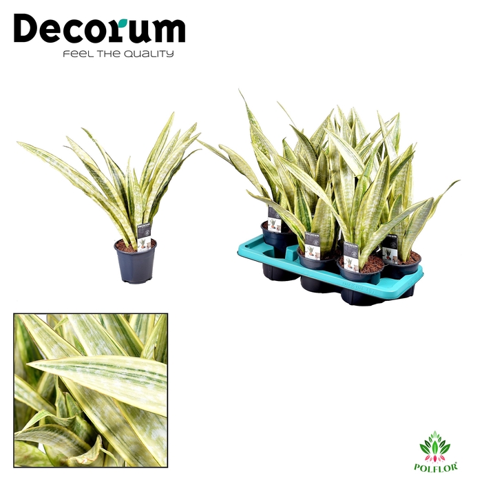 Sansevieria Aubrytniana Lauren (Decorum) 14Ø 70cm