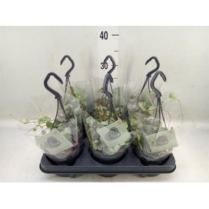 Ceropegia woodii ssp. woodii