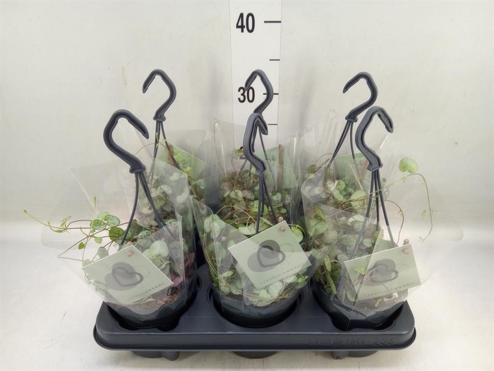 <h4>Ceropegia woodii ssp. woodii</h4>