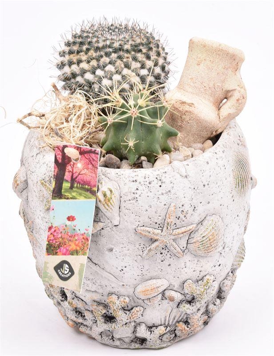 <h4>Cement pot schelpendecor 12cm</h4>