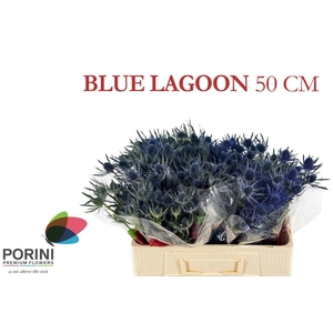 ERYN MAG BLUE LAGOON