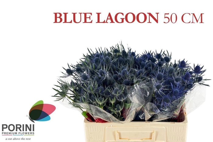 <h4>ERYN MAG BLUE LAGOON</h4>