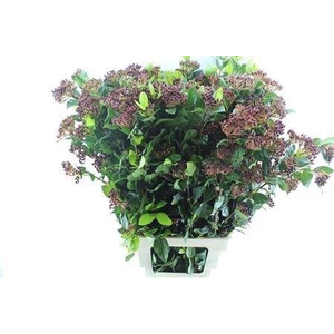 Viburnum Berries Xxl