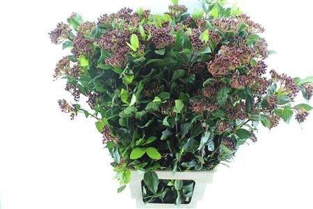 <h4>Viburnum Berries Xxl</h4>