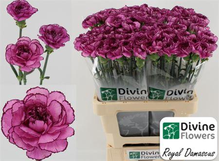 Di St Royal Damascus BD