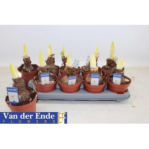 !! PROMO !! HIPPEAS WHITE 2 STEEL