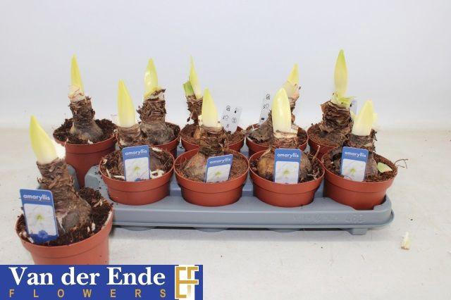 <h4>!! PROMO !! HIPPEAS WHITE 2 STEEL</h4>