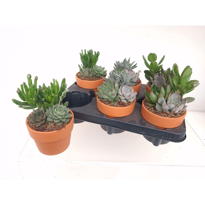 <h4>SUCC GEM 3 SRT</h4>