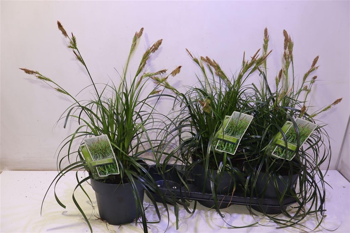 <h4>Care Oshimensis</h4>