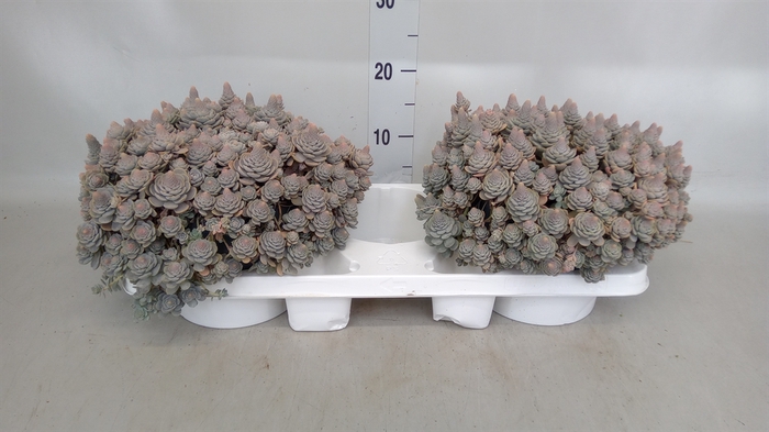 <h4>Orostachys furusei</h4>