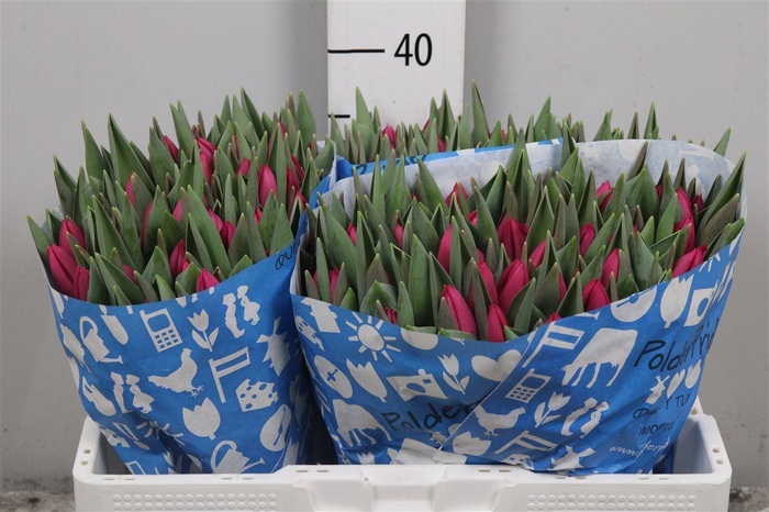 <h4>Tu En Pink Ardour</h4>