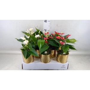 Anthurium andr.   ...mix  3