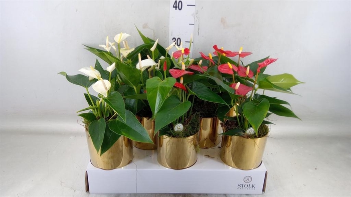 <h4>Anthurium andr.   ...mix  3</h4>