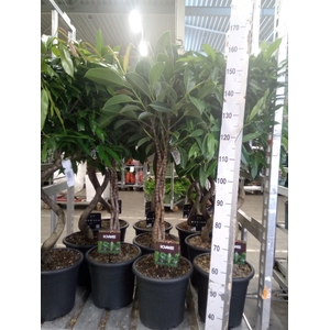 Ficus elastica 'Melany'