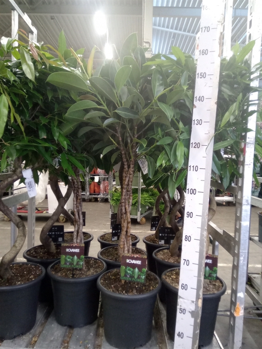 <h4>Ficus elastica 'Melany'</h4>
