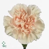 Dianthus st apple tea