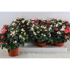 RHODO OV