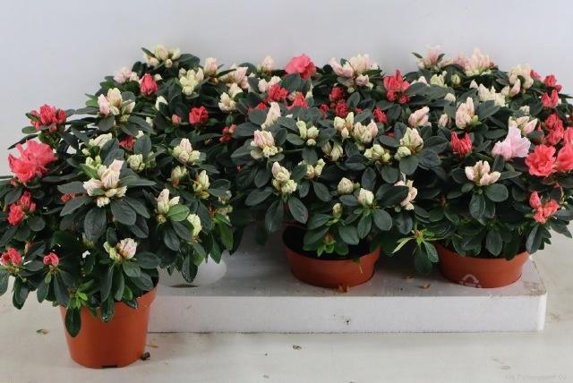 <h4>RHODO OV</h4>