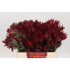 Leucadendron Blush Spray