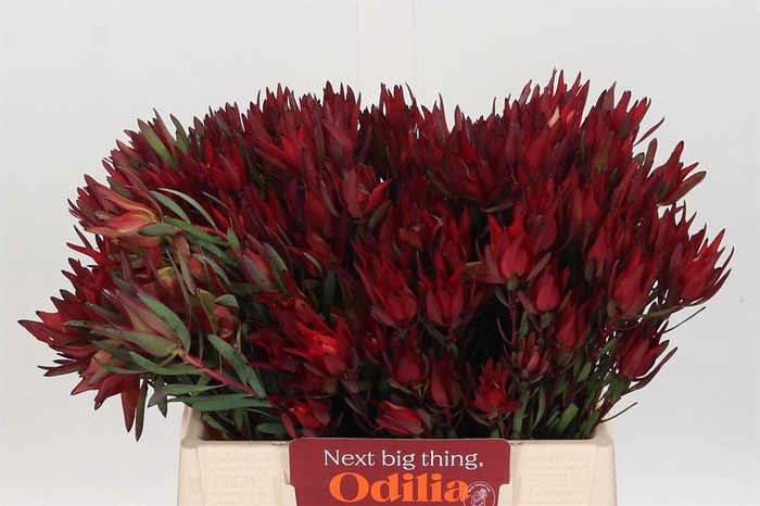 <h4>Leucadendron Blush Spray</h4>